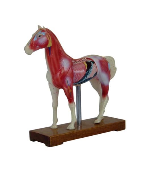 Horse Dissecting Model