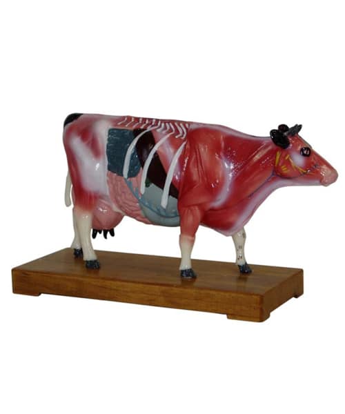 Cattle Dissecting Model