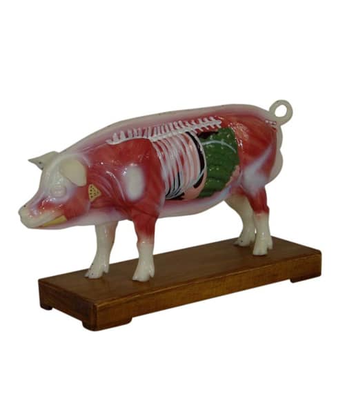 Pig Dissecting Model