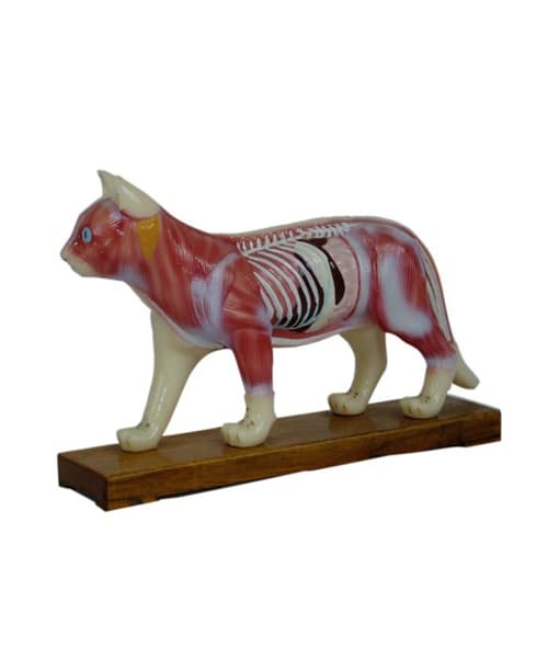 Cat Dissecting Model