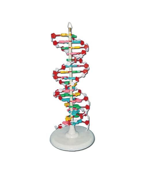 DNA Model on Base