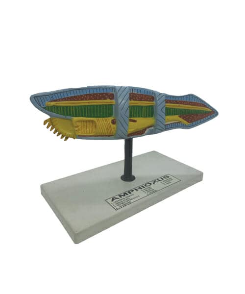Amphioxus Model on Base