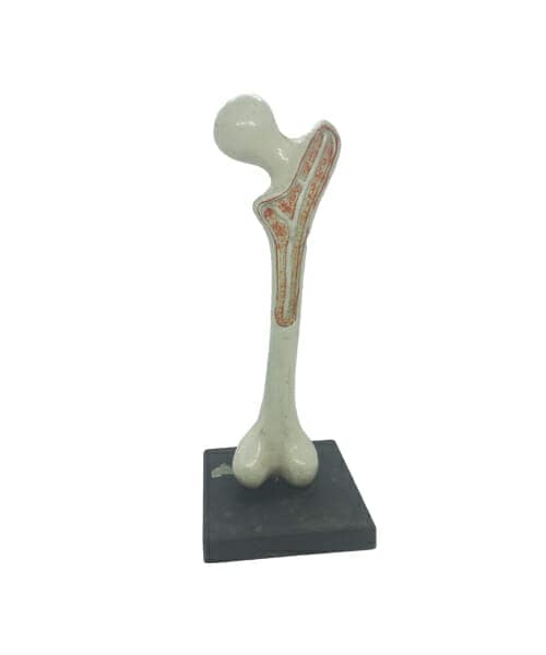Bone Model
