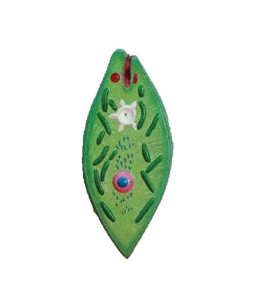 Euglena Model on Board