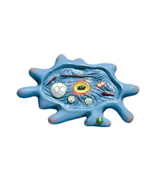 Amoeba Model on Board