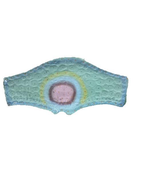 Dicot Leaf