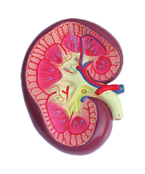 Human Kidney L.S. On board