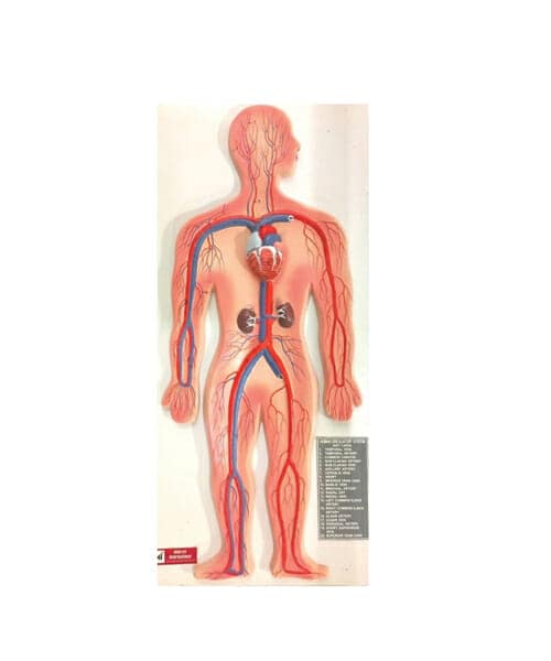 Human Circulatory System On board