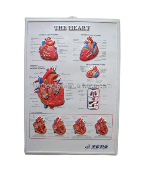 Heart 3D Anatomical Chart