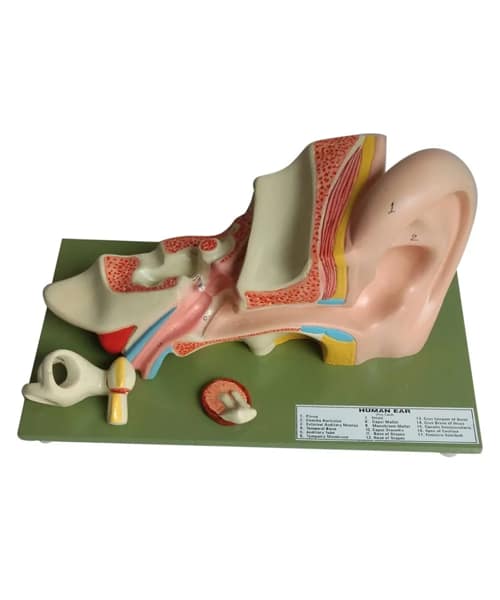 Human Ear Model (In)