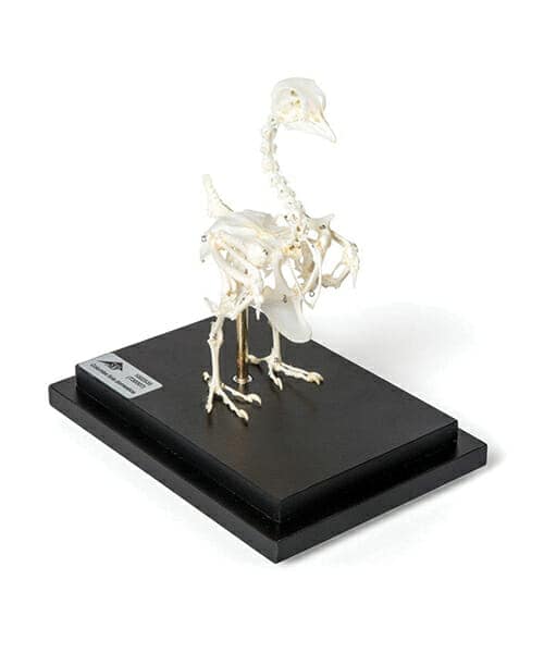 مجسم الهيكل العظمي للحمام