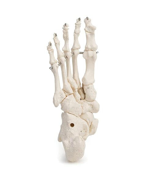 Skeleton Foot Model, Life Size
