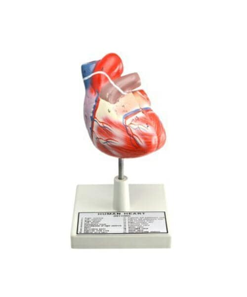 Heart