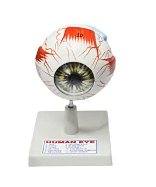 eye